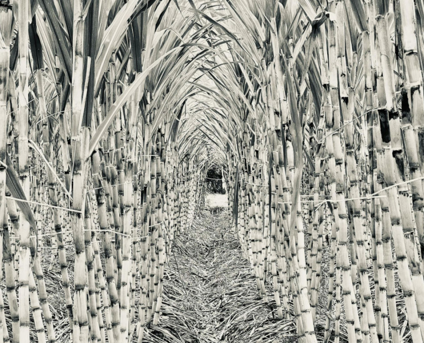 historic-sugar-cane-1000x770
