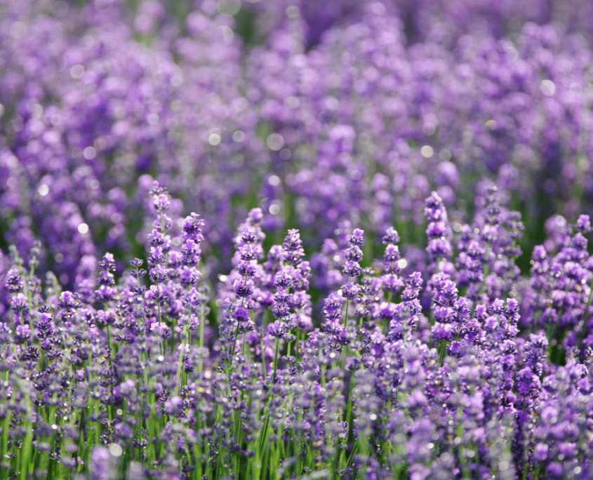 lavenderfields_1000x750
