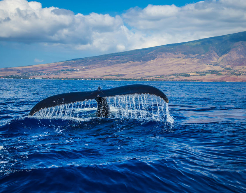 whale_tail_1000x662